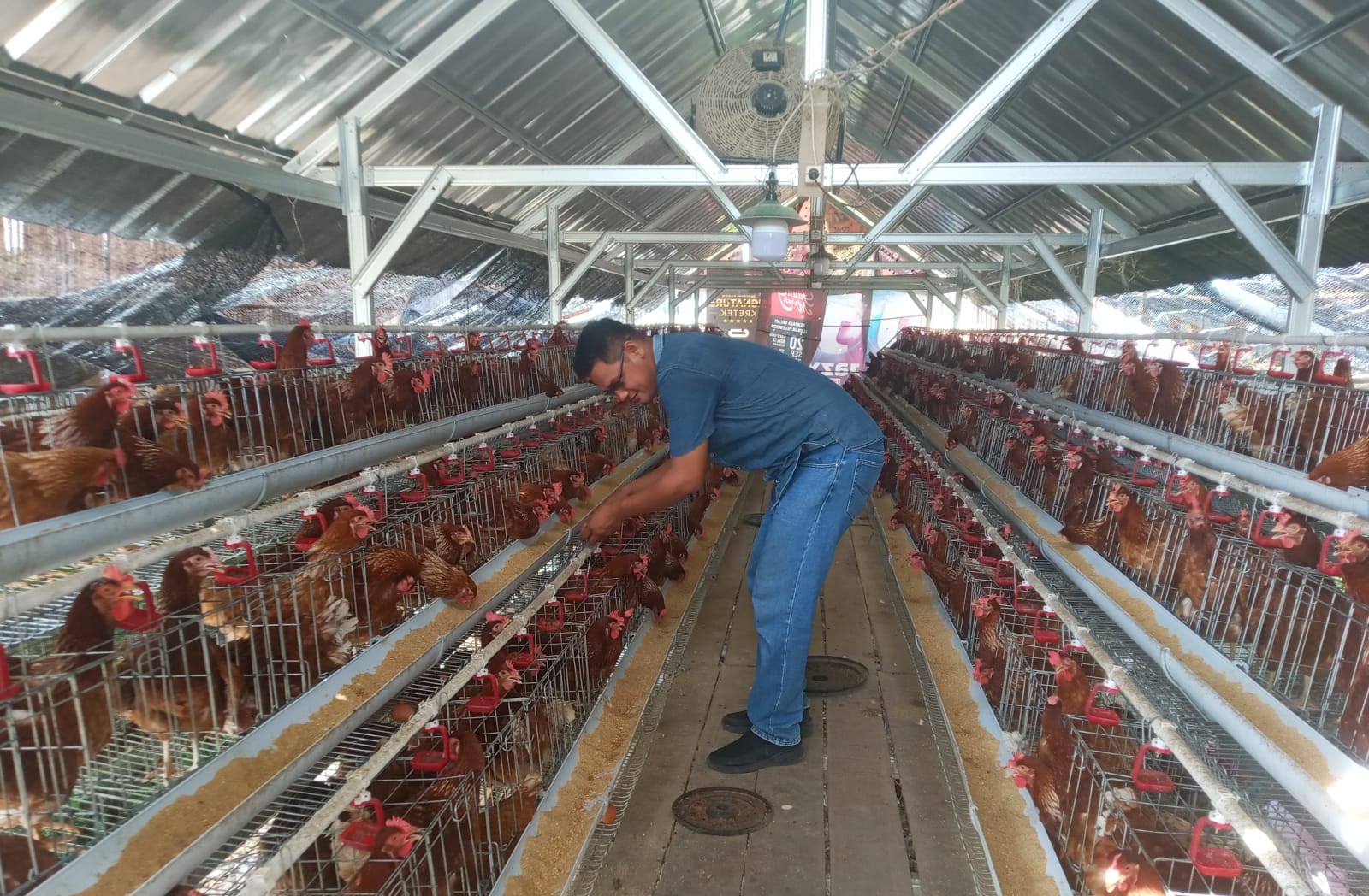 Pemdes Tuk Karangsuwung Dorong Program Ketahanan Pangan Ayam Petelur