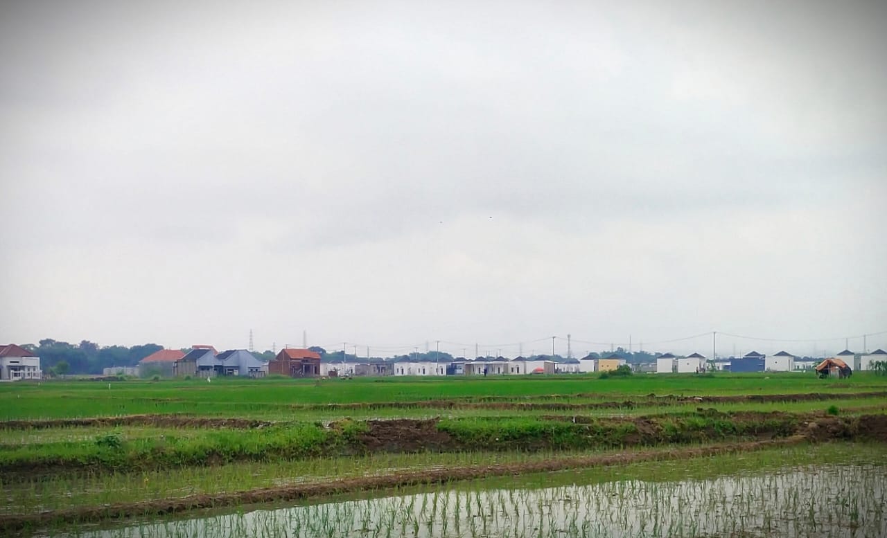 Ribuan Hektare Sawah Lenyap, Jadi Kawasan Permukiman