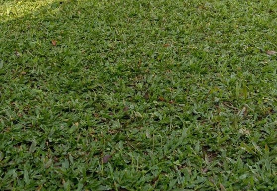 4 Jenis Rumput yang Bisa Dibudidayakan, Bisa Jadi Sumber Cuan 