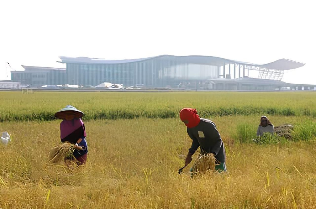 Hidup Petani di Balik Megahnya Bandara Kertajati