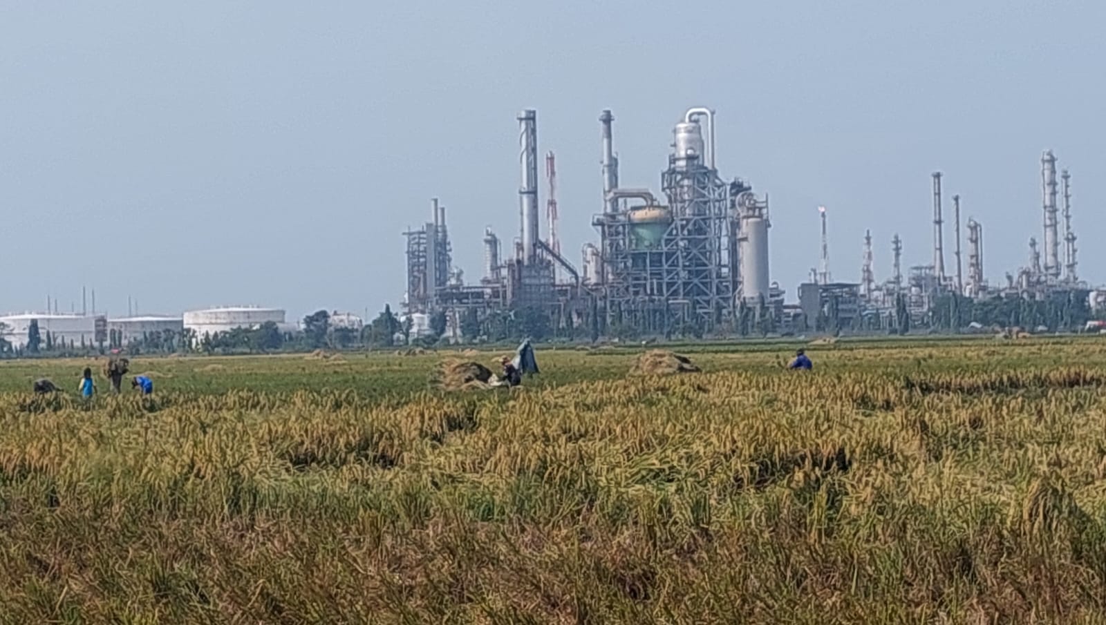 Merawat Sumber Pangan di Ladang Produsen Migas