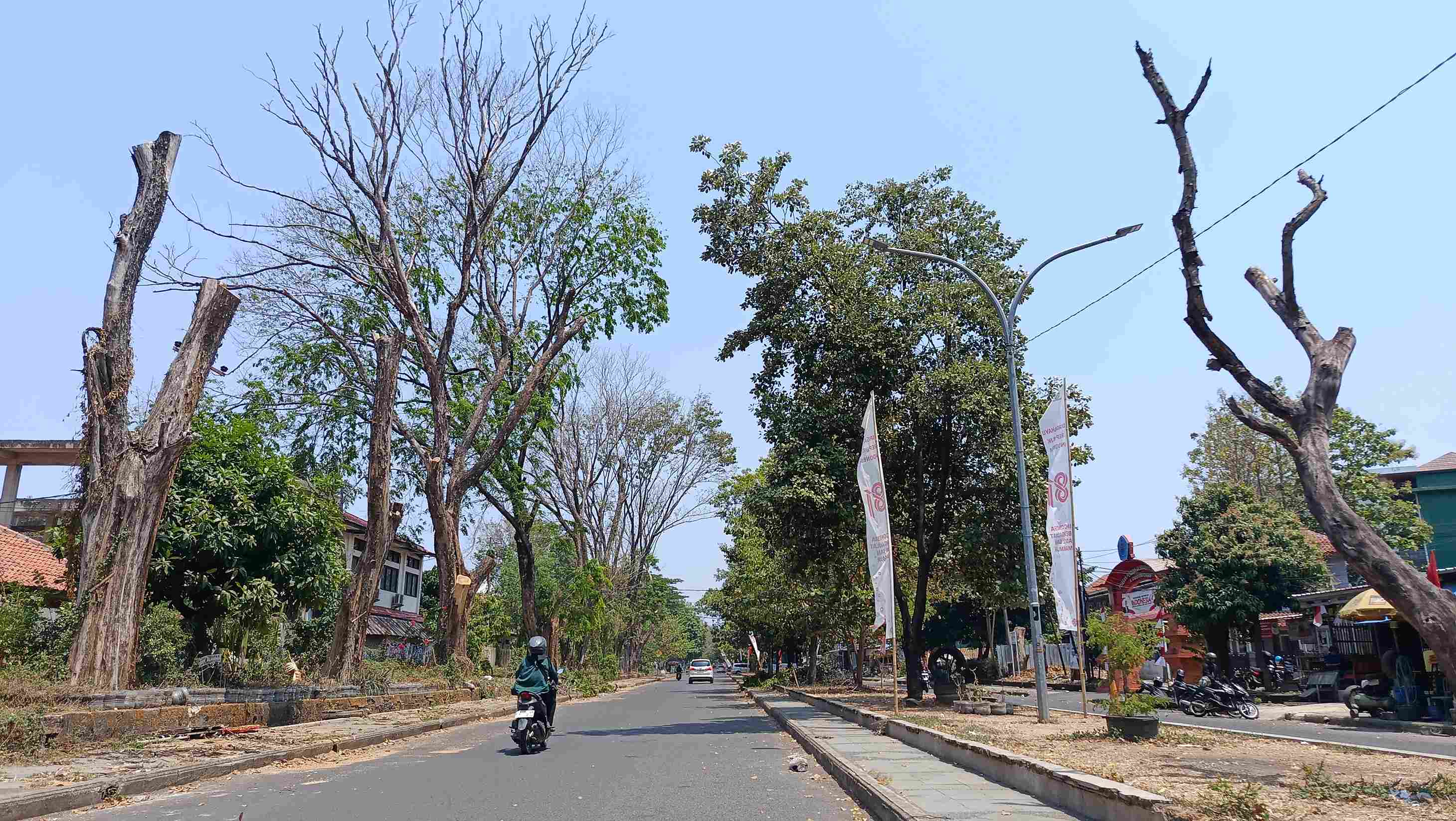 Hati-hati, Banyak Pohon Kering dan Lapuk Mudah Roboh