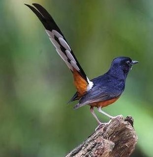 5  Voer Burung Terbaik dan Mengandung Nutrisi, Baik Bagi Burung Kicau Peliharaan Kamu 