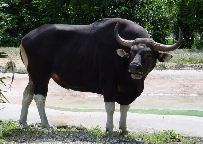 6 Fakta Unik Sapi Gaur, Si Sapi Perkasa Pendiam Namun Sangat Berbahaya 