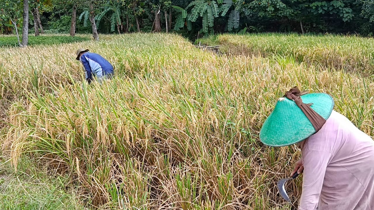 Petani Cirebon Panen Melimpah Berkat Pupuk Organik Zeviti