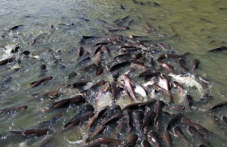 Pasti Joss, 4 Umpan Galatama Lele yang Ampuh Untuk Memancing Lele Galatama Babon 