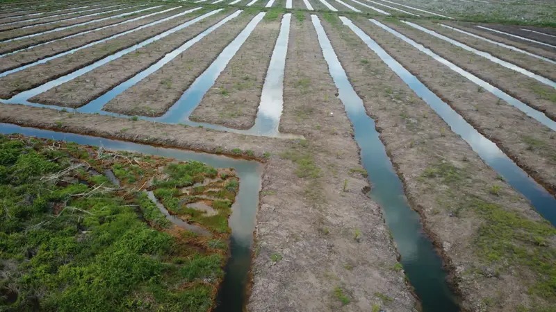  Pemerintahan Baru Didesak Evaluasi Program Food Estate