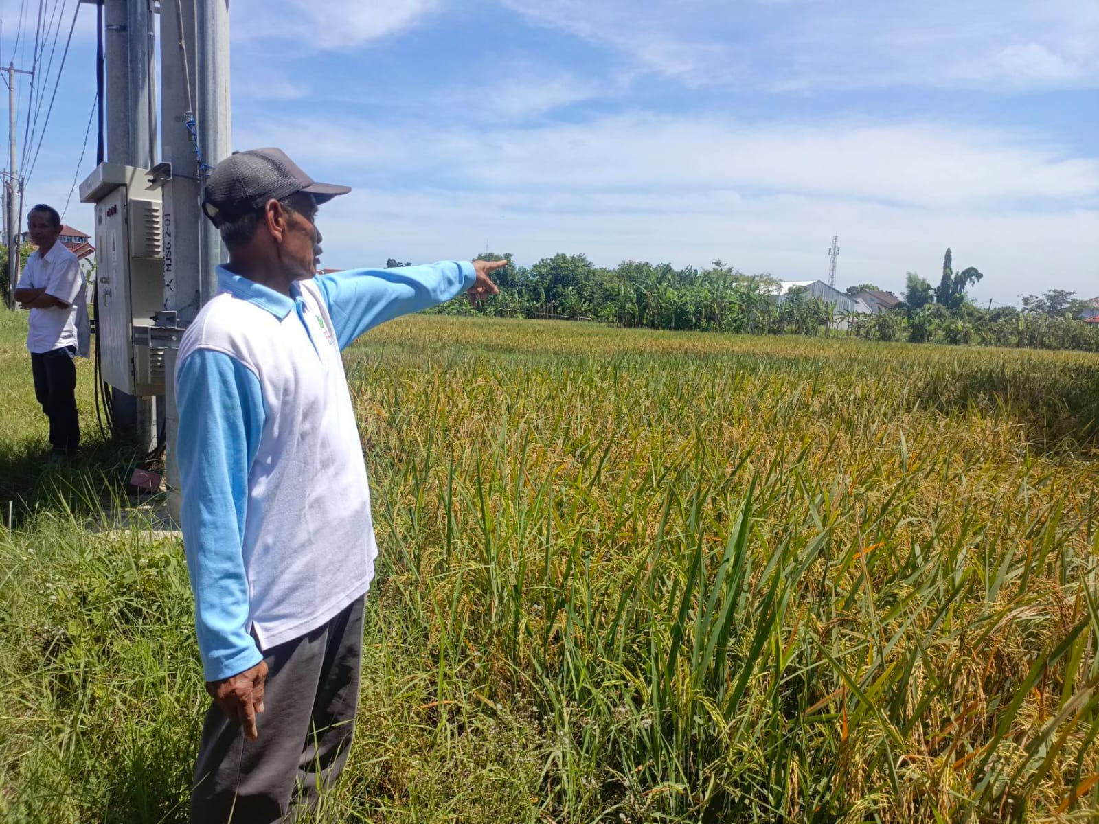 Lahan Sawah di Kota Cirebon Beralih Fungsi, 110 Hektar Sisa yang Tersisa
