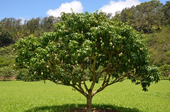 Raja Mangga Dunia: 8 Negara dengan Produksi Mangga Terbanyak, Indonesia Masuk Termasuk?