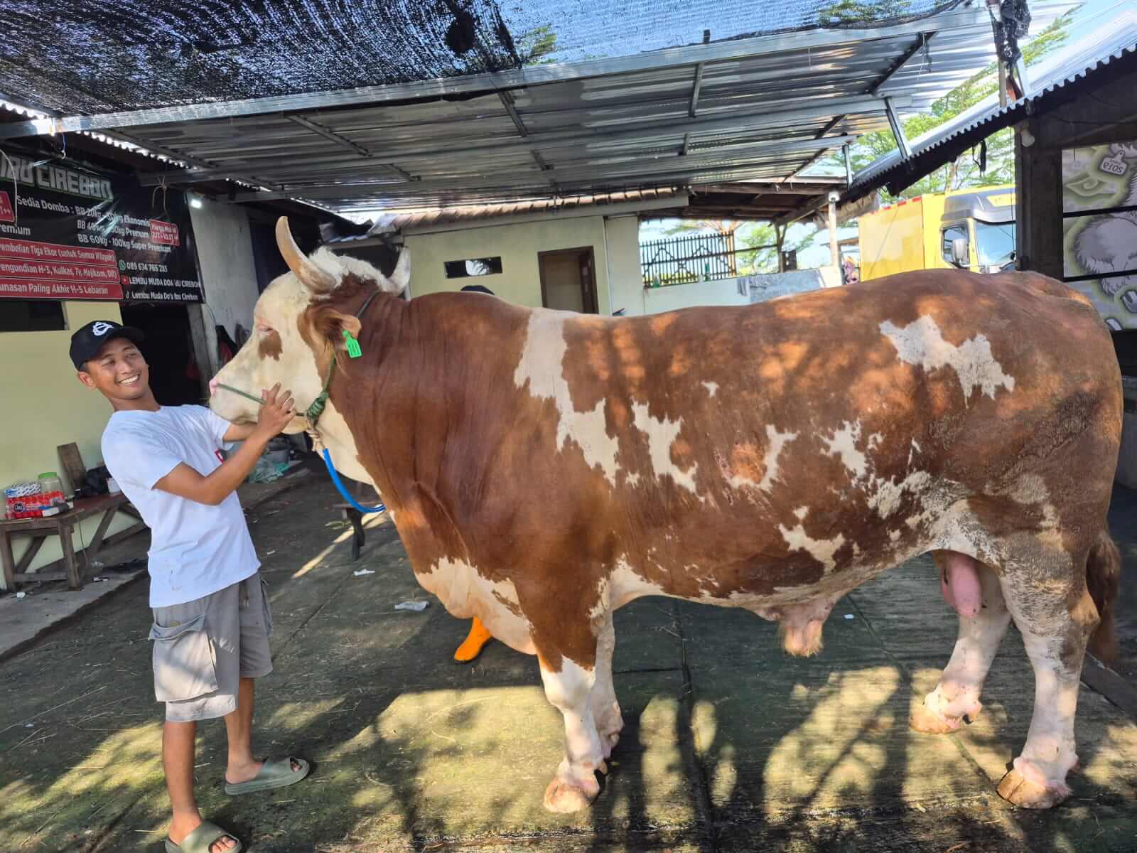 Pemkab Dapat Sapi Kurban Prabowo, Bobotnya Tembus 1 Ton Lebih