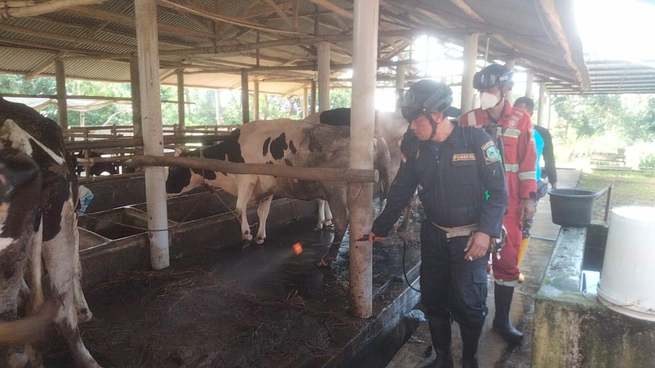 Larangan Mobilisasi Sapi Diperketat