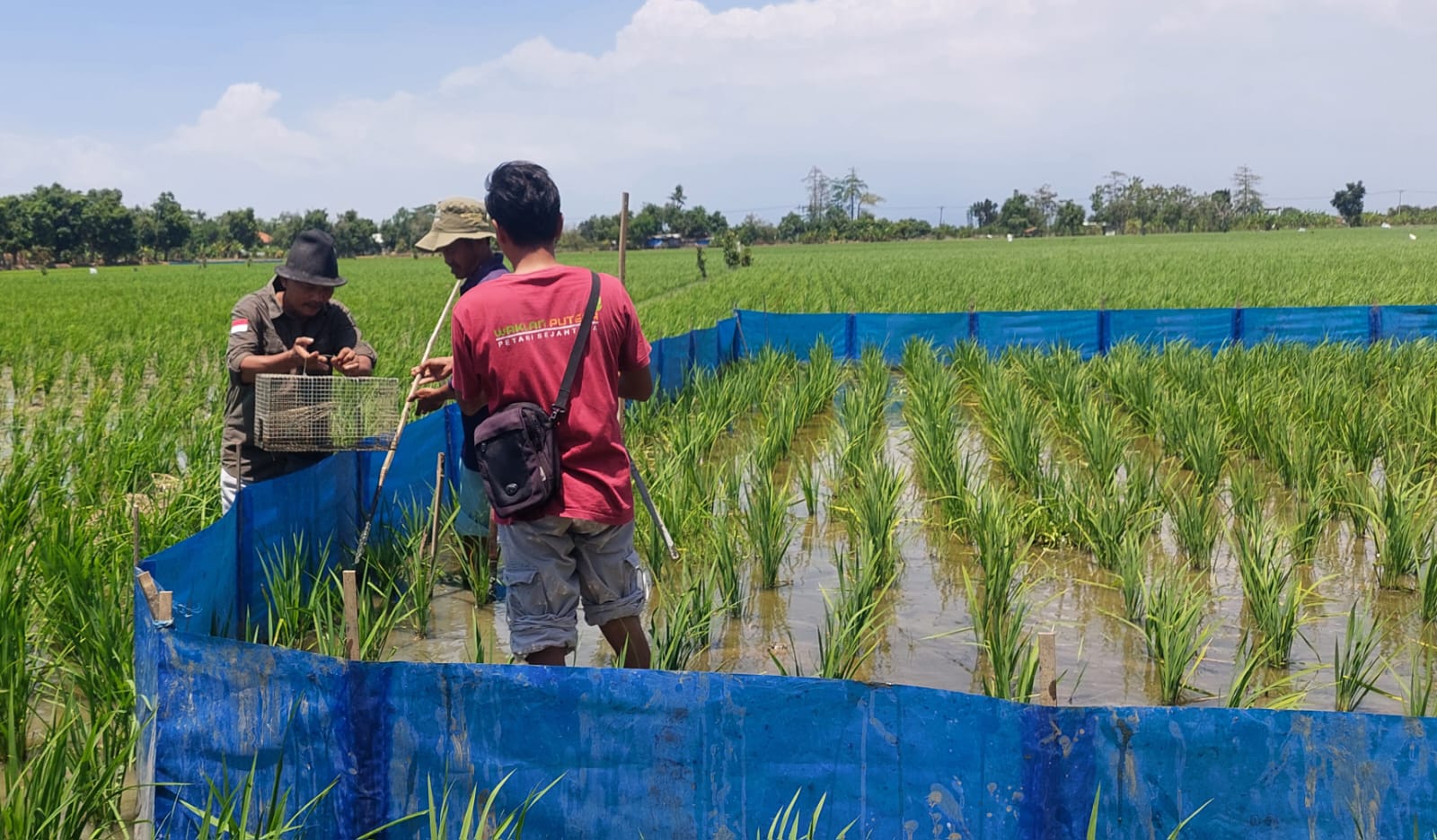 Jari Tangan Petani Tak Lelah Melawan Ancaman Sumber Pangan di Lumbung Padi