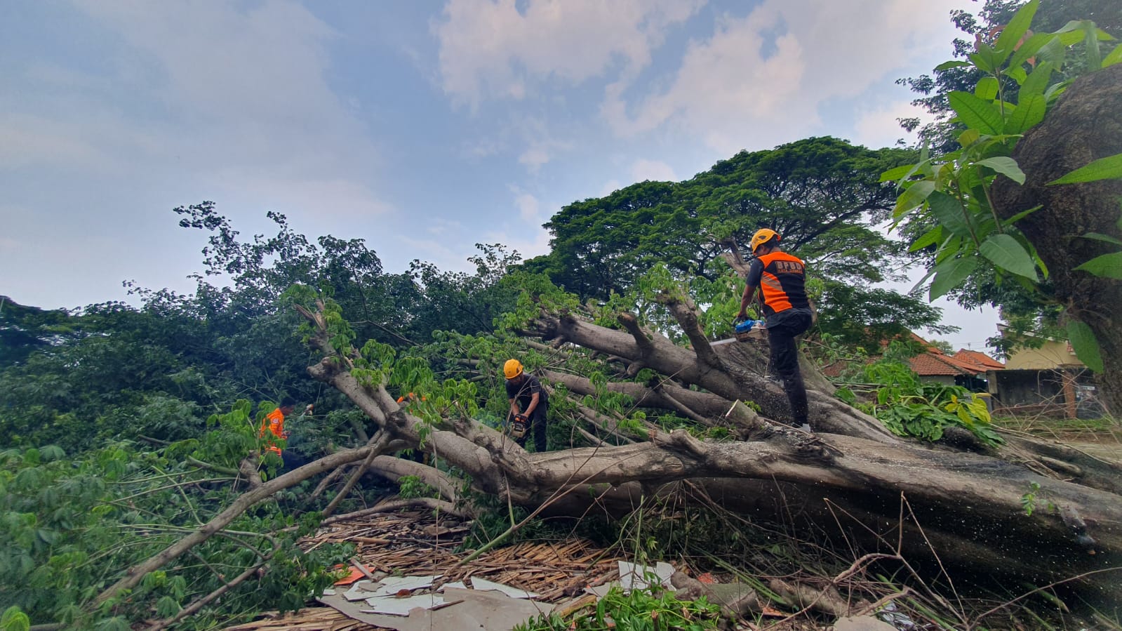 Pohon Tumbang Dominan Selama 2025, Disusul Rumah Ambruk