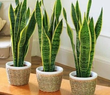 5 Rekomendasi Tanaman Hias Pembawa Keberuntungan yang Perawatannya Mudah 