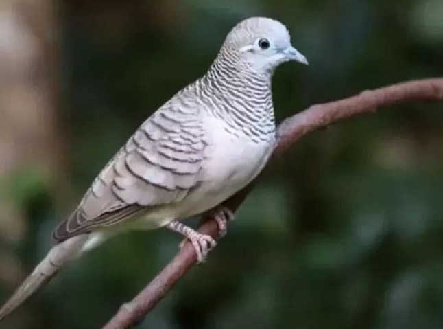 Inilah Perbedaan Burung Perkutut Jantan dan Betina, Menarik Diketahui 