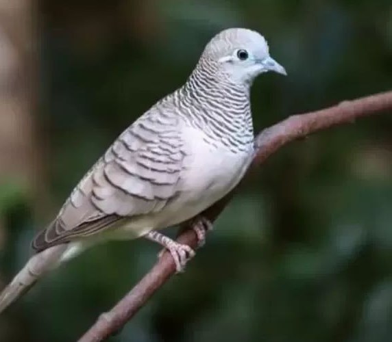 Cara Memilih Burung Perkutut Ombyokan yang Sehat dan Aktif