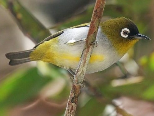 5 Jenis Burung Pleci Serta Macam – Macam Makanannya 