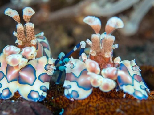 5 Jenis Udang Pembersih Aquarium Laut, Sangat Berguna Sebagai Pembersih 