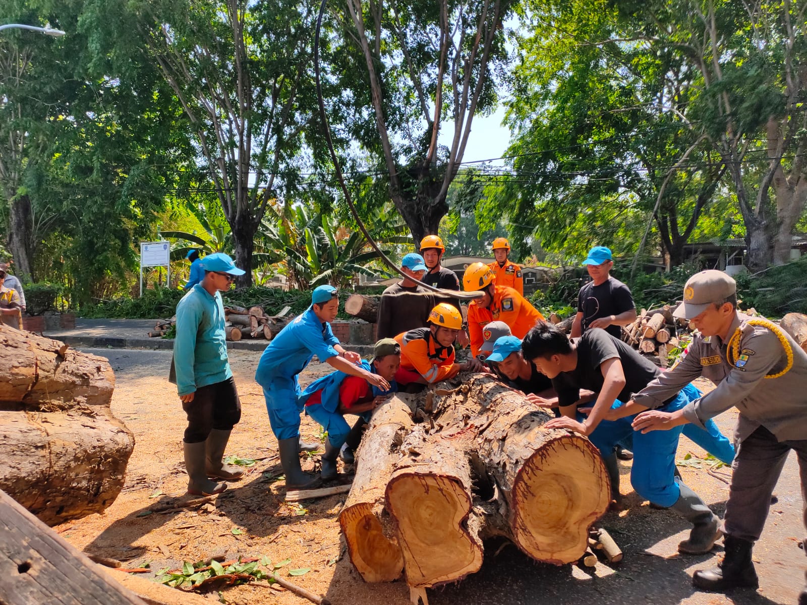 Pohon Setinggi 25 Meter Tumbang, Jalan Cipto Sempat Lumpuh dari Kedua Arah