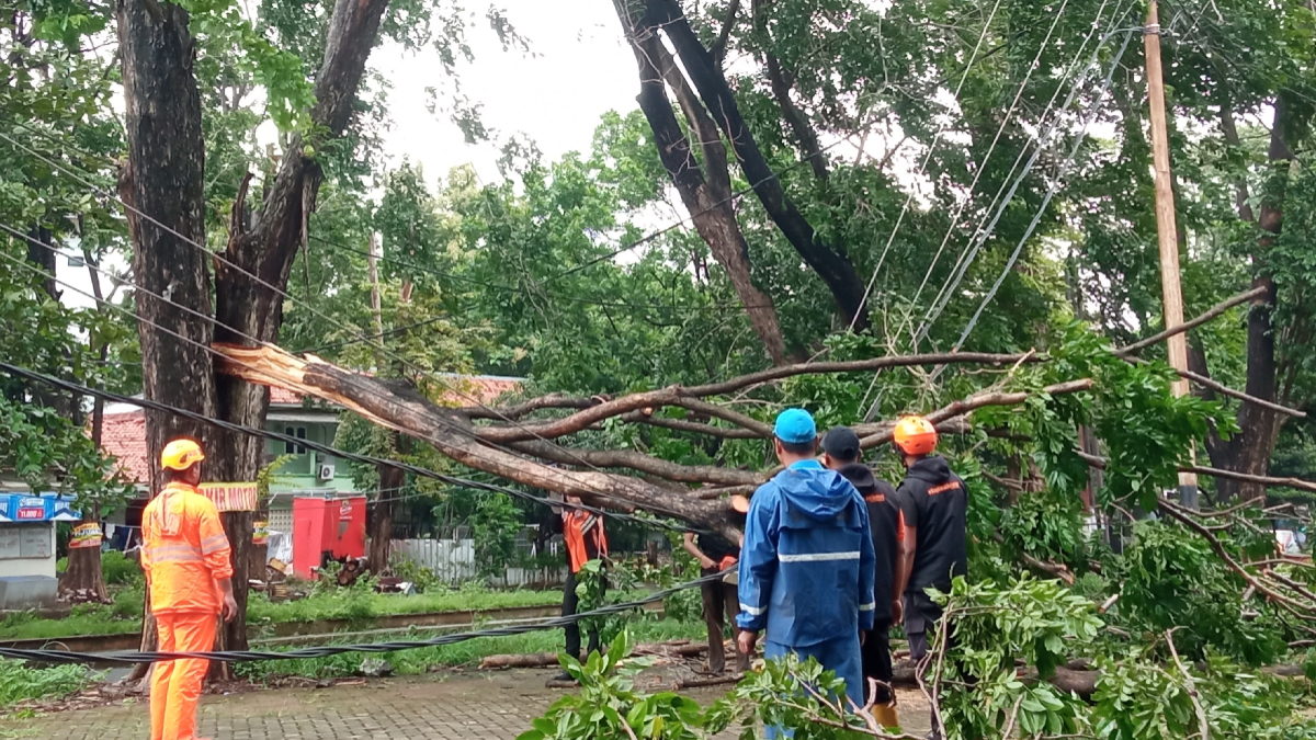 Delapan Pohon Besar Tumbang di Kota Cirebon, 2 Pohon Timpa 3 Orang