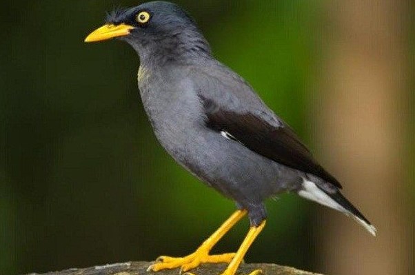 5 Cara Tips Merawat Burung Agar Gacor dan Sehat, Ternyata Sangat Mudah dan Menyenangkan 