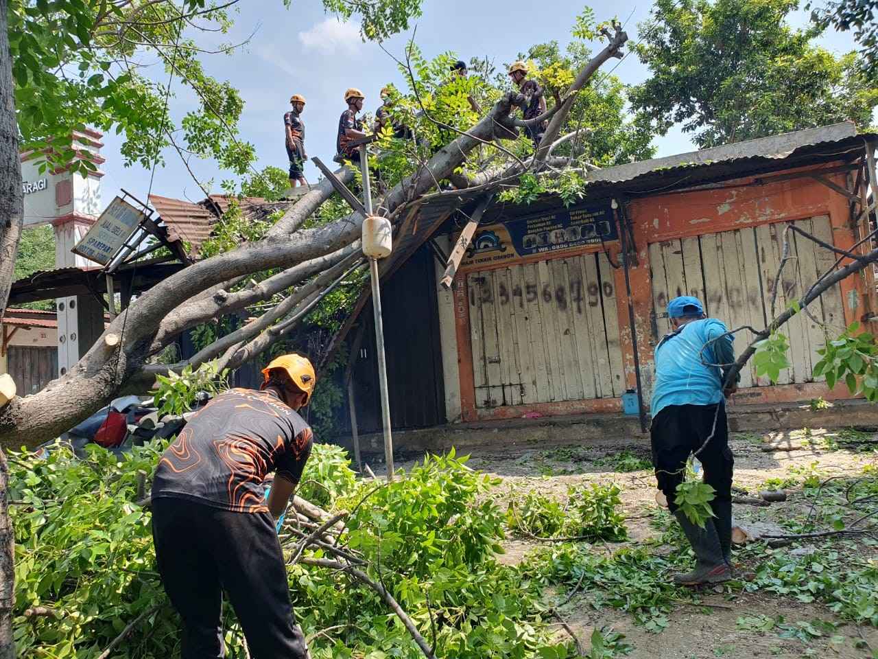 Pohon Tumbang di Bypass Timpa Empat Kios