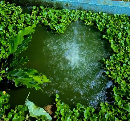 5 Tanaman Pembersih Kolam Ikan yang Membuat Kolam Ikan Kamu Semakin Jernih dan Bersih 