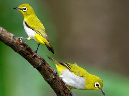 5 Burung Kicau Murah Namun Memiliki Suara yang Merdu 