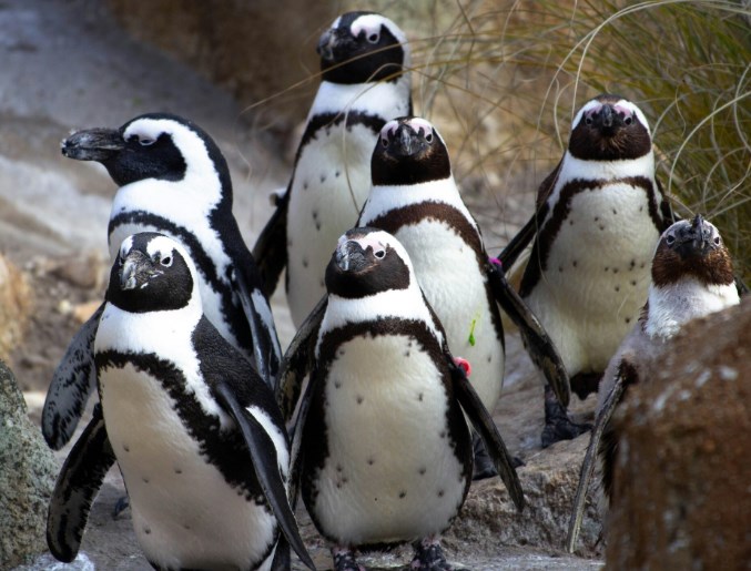 5 Fakta Unik Penguin Afrika, Penguin yang Tinggal di Daerah Tropis 