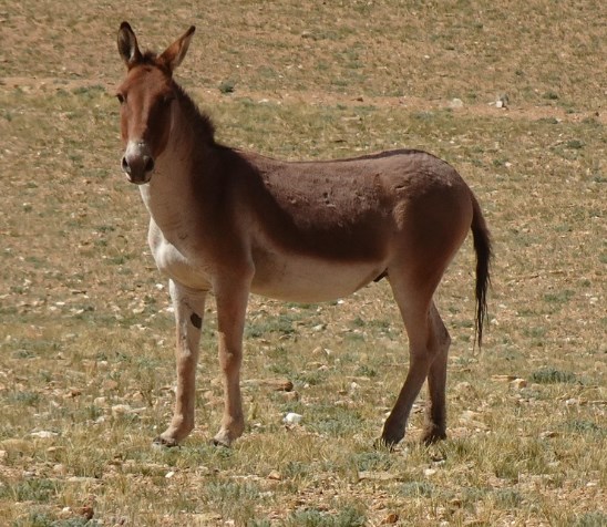 5 Fakta Menarik Keledai Kiang, Jenis Keledai Liar yang Sangat Anggun 