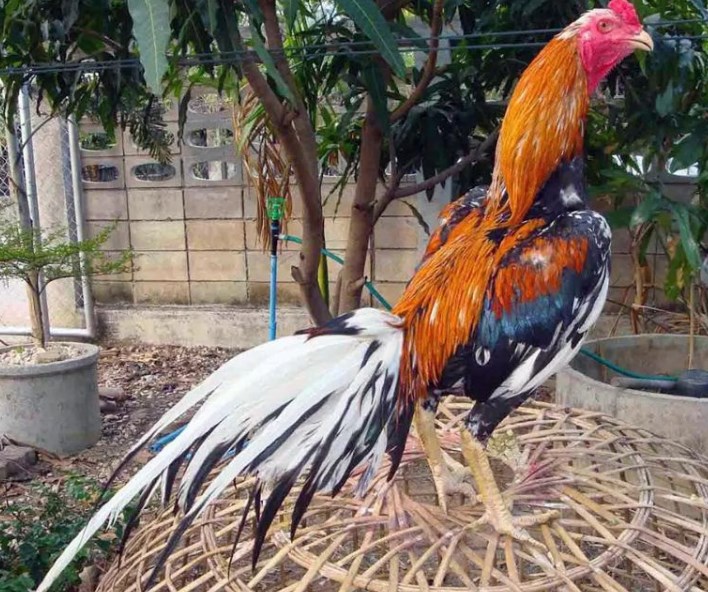 Cara Memilih Ayam Bangkok yang Bagus dan Memiliki Nilai Ekonomi Tinggi 