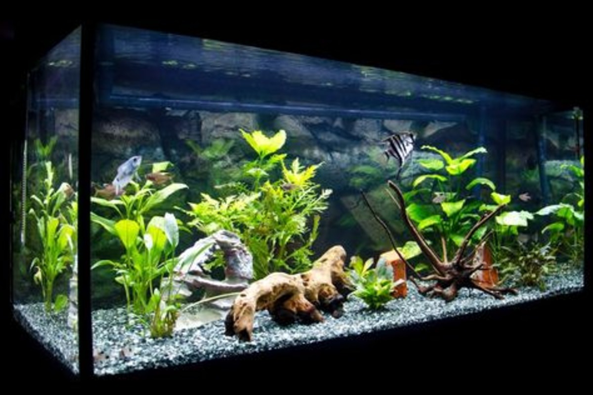 Menyegarkan Akuarium, Berikut 6 Tanaman Air Terbaik untuk Keindahan dan Kesehatan Ikan
