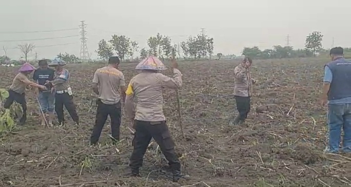 Kapolsek Karangsembung Berkolaborasi dengan Para Petani Tuk Menanam Jagung