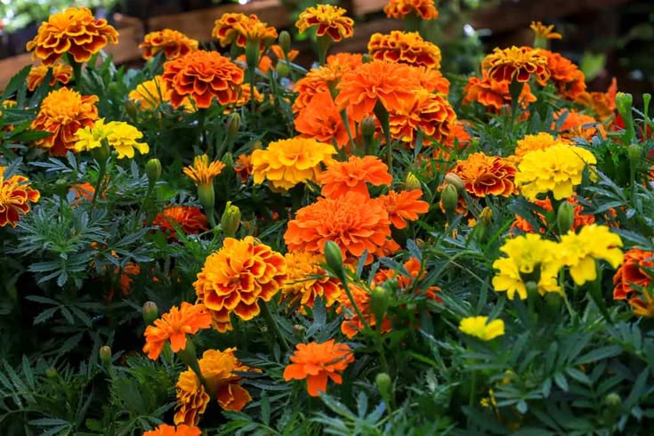 7 Bunga Mengusir Hama di Kebun yang Cantik dan Mudah Ditanam