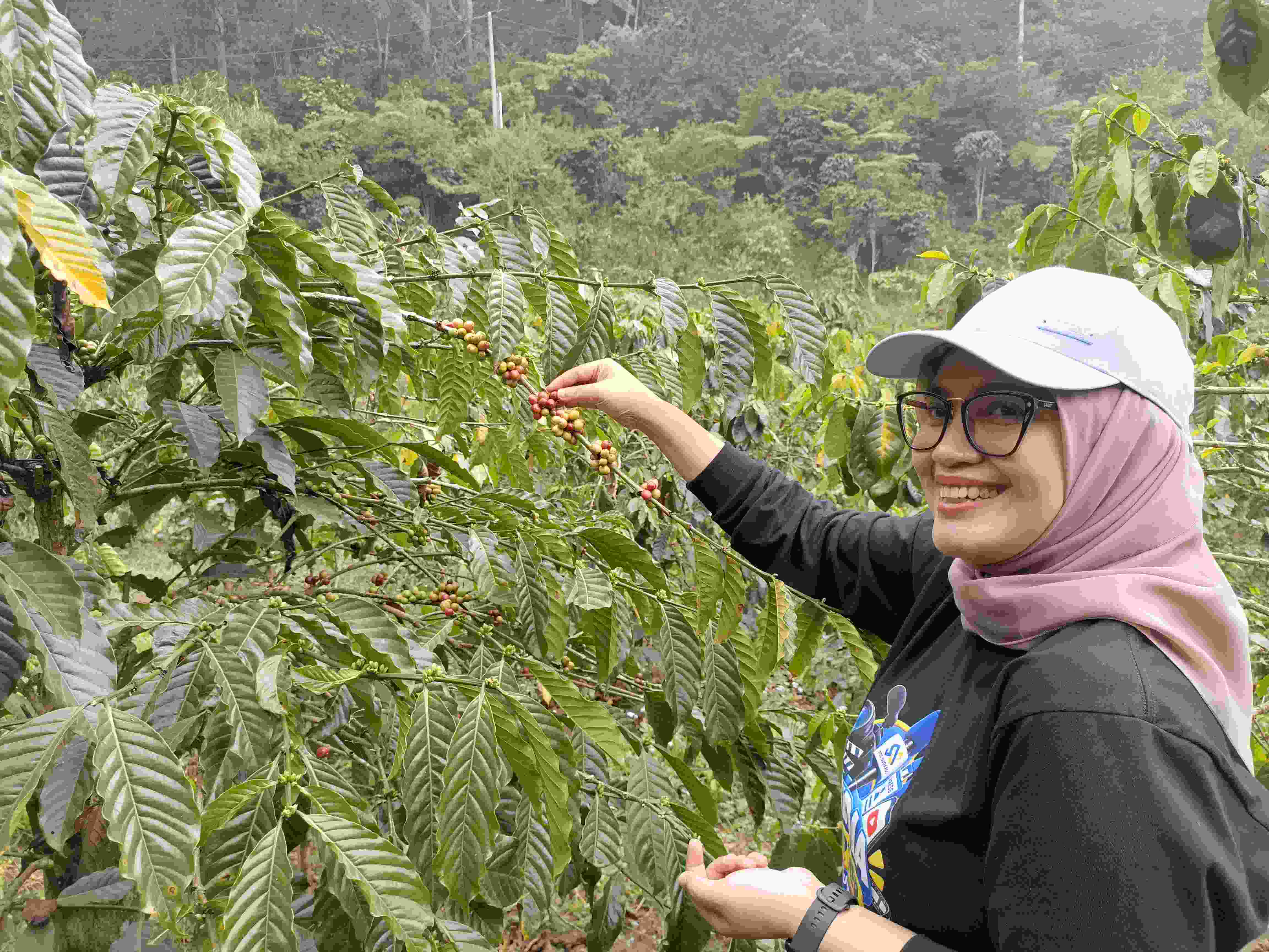 Tembus Pasar Dunia, Kopi Java Buana Ciremai Bangkit dari Trauma Tanam Paksa