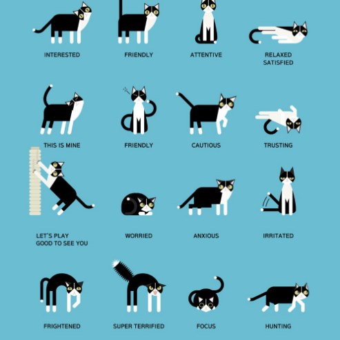 3 Cara Memahami Bahasa Kucing, Agar Kamu Tahu Apa yang Kucing Kamu Minta 