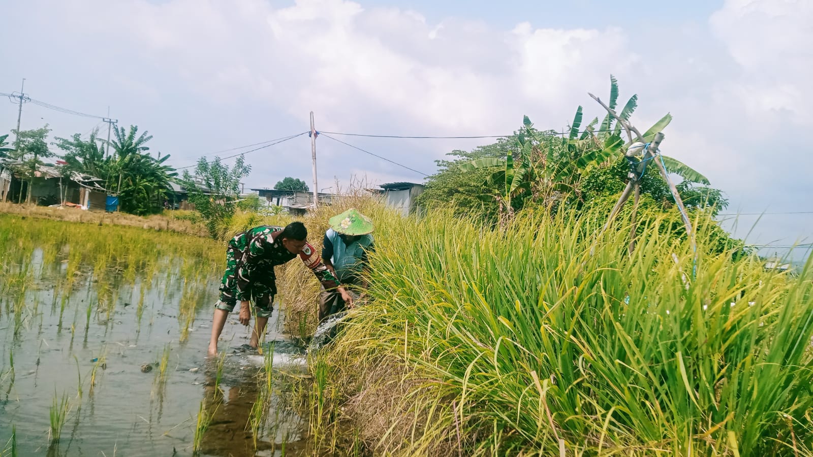 Tingkatkan Ketahanan Pangan, Babinsa Kelurahan Pekalipan Dampingi Petani di Kalijaga