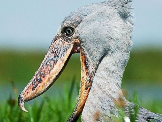  5 Jenis Burung Aneh di Dunia yang Harus Kamu Ketahui 