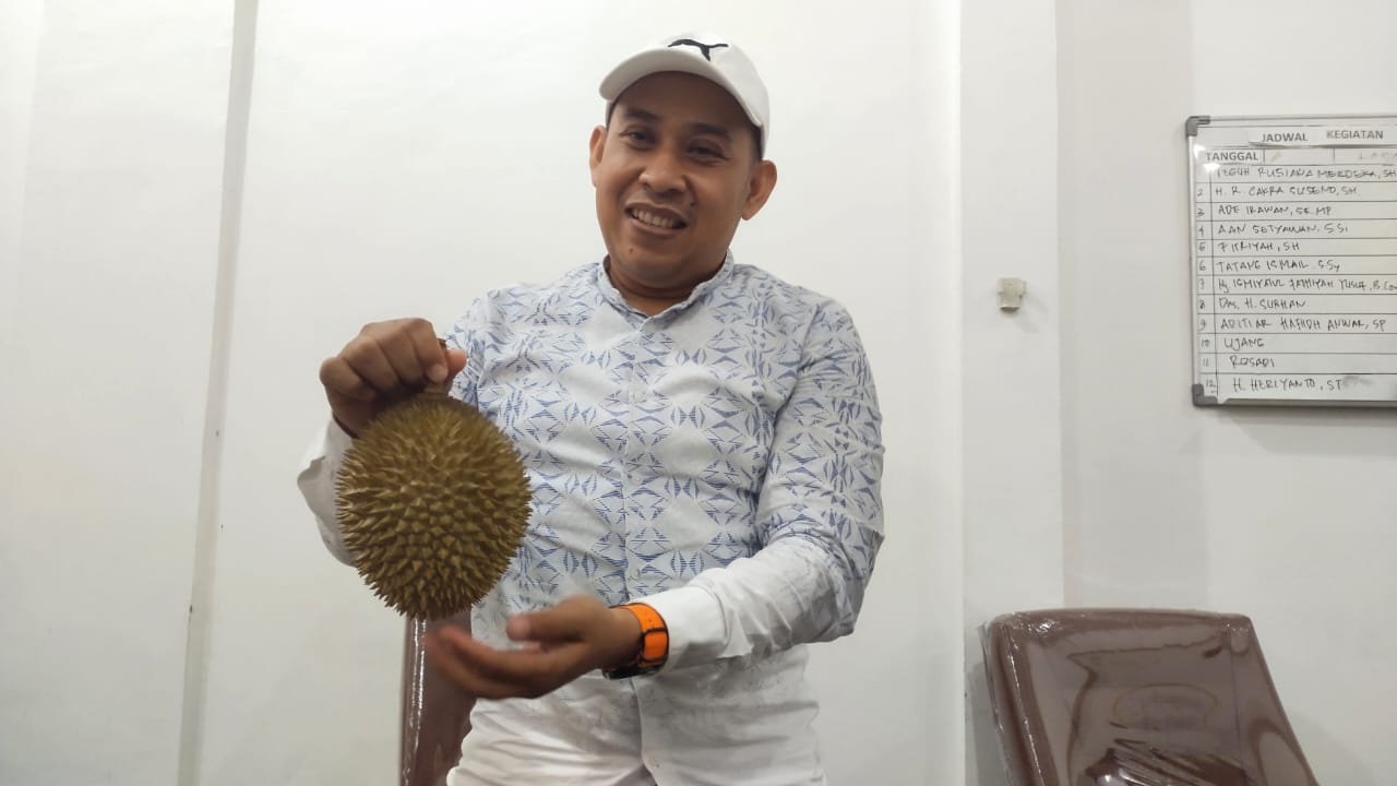 Anggota Dewan Cirebon Jajal Bisnis Durian, Raih Keuntungan Menawan