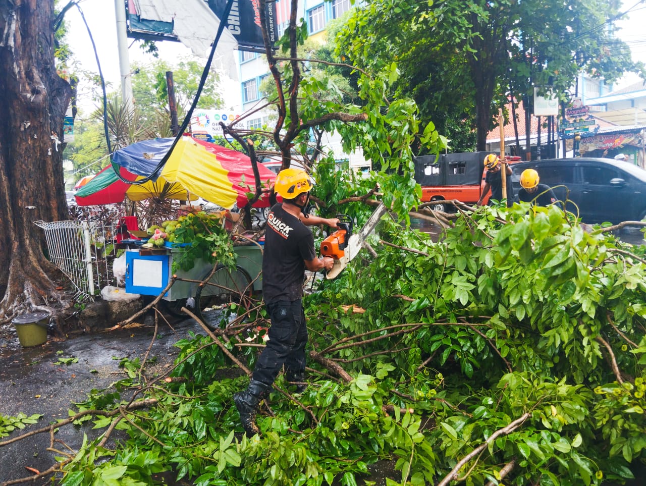 Pohon Tumbang di Jalan Dr Sudarsono Kota Cirebon, Satu Warga Luka Akibat Angin Kencang