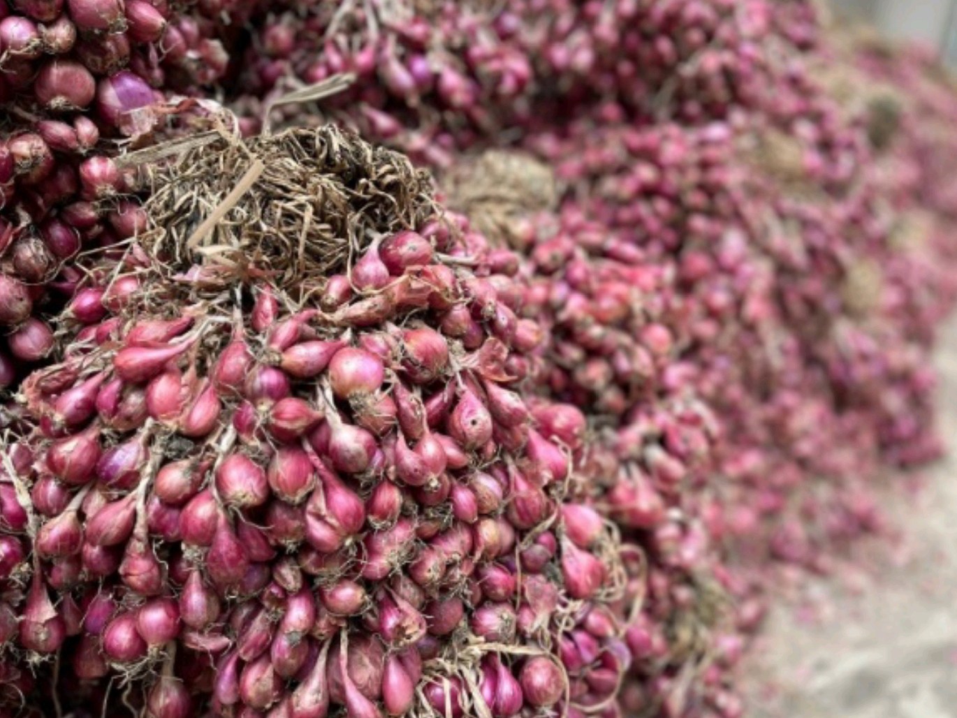 Digitalisasi Pertanian untuk Mengawal Pasokan Cabai dan Bawang Merah, Jalan Menuju Stabilitas Pangan