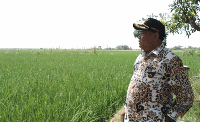 Tidak Ada Akses Jalan, Petani Desa Karanganyar Kesulitan Angkut Hasil Pertanian 