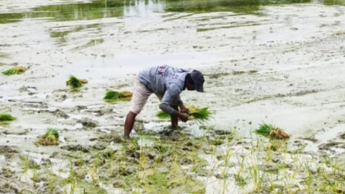 Hama dan Curah Hujan Tinggi Jadi Biang Kerok Gagal Tanam, Petani Kabupaten Indramayu Merana