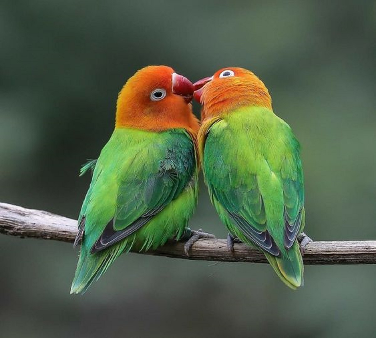 Cara Menjinakkan Lovebird yang Sudah Dewasa Untuk Pemula