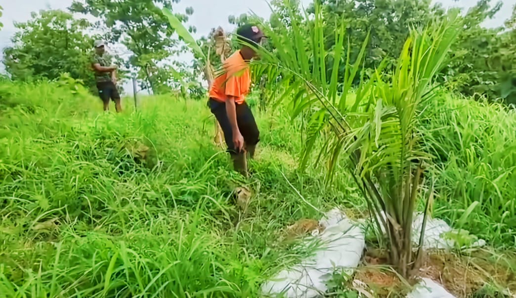 Geger Kebun Sawit di Perbukitan Cigobang, Warga Resah Terancam Krisis Air dan Longsor