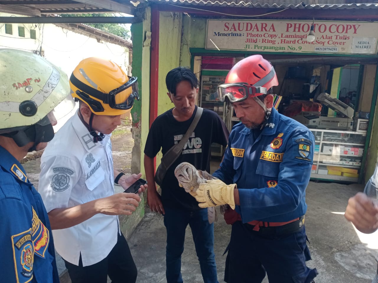 Petugas Damkar Evakuasi Burung Hantu Tersangkut Benang Layangan di Pohon