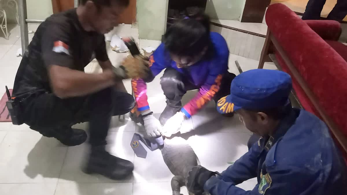 Damkar Evakuasi Satwa, Anak Kucing Terjebak, Tangkap Ular dan Biawak