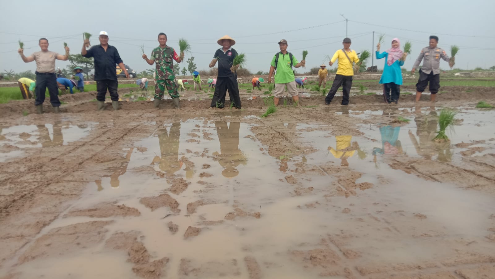 Antusias Kelompok Tani Mekar Padami Desa Karanganyar Saat Tanam Padi Lebih Awal