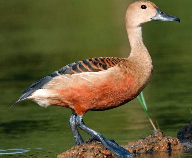 4 Jenis Burung yang Sering Berkeliaran di Rawa, Apakah Mereka Bisa Berenang? 