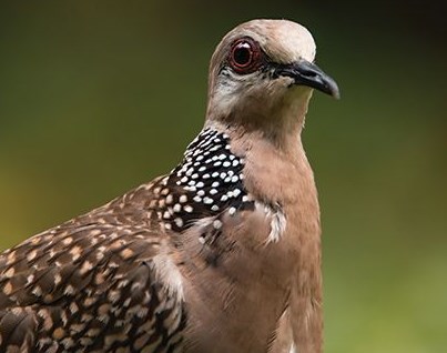 Belum Banyak yang Tahu, Cara Membedakan Tekukur Jantan dan Betina 